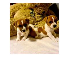 4 adorable Registered Jack Russel puppies for sale