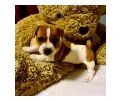 4 adorable Registered Jack Russel puppies for sale