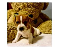 4 adorable Registered Jack Russel puppies for sale