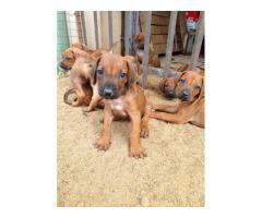 Rodesian Ridgeback Puppies for sale