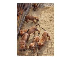 Rodesian Ridgeback Puppies for sale