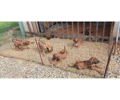 Rodesian Ridgeback Puppies for sale