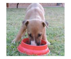 3 X Bull Terrier Pups for Sale - Sorry all sold