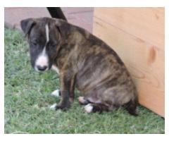 3 X Bull Terrier Pups for Sale - Sorry all sold