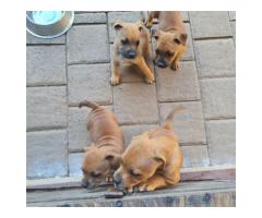 Staffordshire Terriers puppies for sale