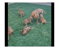 Staffordshire Terriers puppies for sale