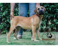 Gorgeous pedigree FEMALE BOERBOEL PUP for sale in PRETORIA