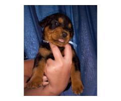 Rottweiler puppies for sale in Gauteng - Pretoria