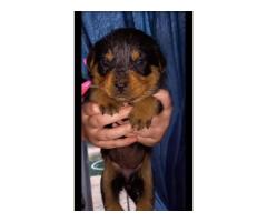 Rottweiler puppies for sale in Gauteng - Pretoria