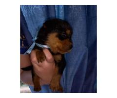 Rottweiler puppies for sale in Gauteng - Pretoria