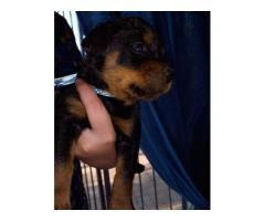 Rottweiler puppies for sale in Gauteng - Pretoria