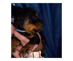 Rottweiler puppies for sale in Gauteng - Pretoria