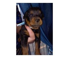 Rottweiler puppies for sale in Gauteng - Pretoria