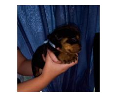 Rottweiler puppies for sale in Gauteng - Pretoria