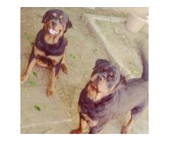 Rottweiler puppies for sale in Gauteng - Pretoria