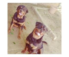 Rottweiler puppies for sale in Gauteng - Pretoria