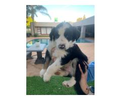 Border Collies Puppies for sale