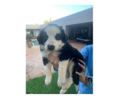 Border Collies Puppies for sale