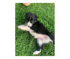 Border Collies Puppies for sale