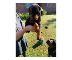 Doberman x Rottweiler puppies for sale.