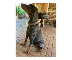 Doberman x Rottweiler puppies for sale.