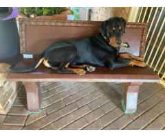 Doberman x Rottweiler puppies for sale.