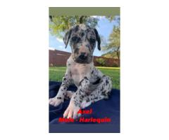 Giant breed Great Dane puppies for sale - Registered