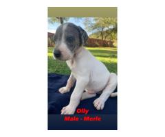 Giant breed Great Dane puppies for sale - Registered