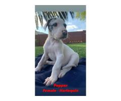 Giant breed Great Dane puppies for sale - Registered