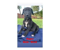 Giant breed Great Dane puppies for sale - Registered