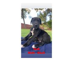 Giant breed Great Dane puppies for sale - Registered