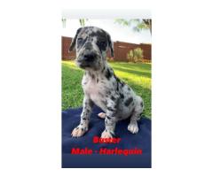 Giant breed Great Dane puppies for sale - Registered