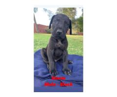 Giant breed Great Dane puppies for sale - Registered