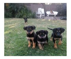 Beautiful Rottweiler cross German Shepherd puppies for sale