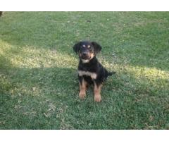 Beautiful Rottweiler cross German Shepherd puppies for sale