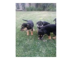 Beautiful Rottweiler cross German Shepherd puppies for sale