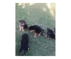 Beautiful Rottweiler cross German Shepherd puppies for sale