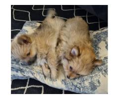 Toy Pom x Yorkie puppies available - Free to a good home - SORRY ALL FOUND NEW HOMES