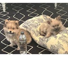 Toy Pom x Yorkie puppies available - Free to a good home - SORRY ALL FOUND NEW HOMES