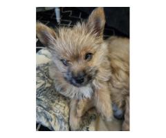 Toy Pom x Yorkie puppies available - Free to a good home - SORRY ALL FOUND NEW HOMES