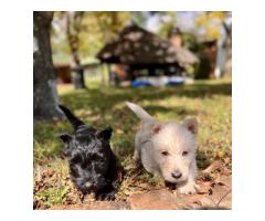 Gorgeous Scottish Terrier Puppies for sale - Sorry all SOLD
