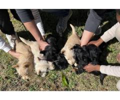 Gorgeous Scottish Terrier Puppies for sale - Sorry all SOLD