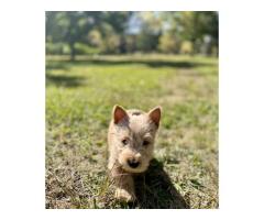 Gorgeous Scottish Terrier Puppies for sale - Sorry all SOLD