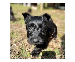 Gorgeous Scottish Terrier Puppies for sale - Sorry all SOLD
