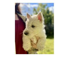 Gorgeous Scottish Terrier Puppies for sale - Sorry all SOLD