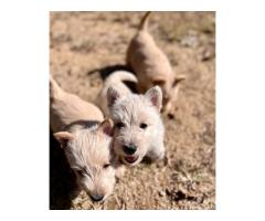 Gorgeous Scottish Terrier Puppies for sale - Sorry all SOLD