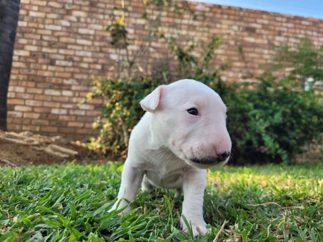 Bull Terrier Pups for sale, we have 2 Male an...