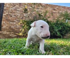 Bull Terrier Pups for sale in Pretoria - SORRY SOLD