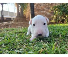 Bull Terrier Pups for sale in Pretoria - SORRY SOLD