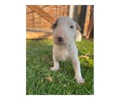 Bull Terrier Pups for sale in Pretoria - SORRY SOLD